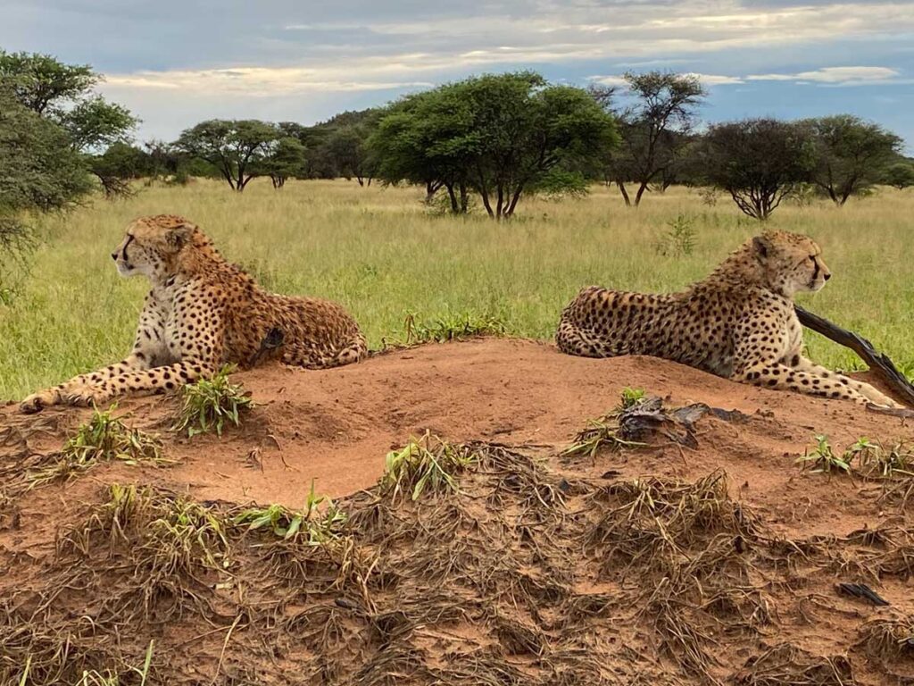 two cheetahs laying on termite mound